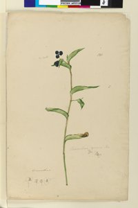 Pagina 151. Commelina cyanae door John William Lewin